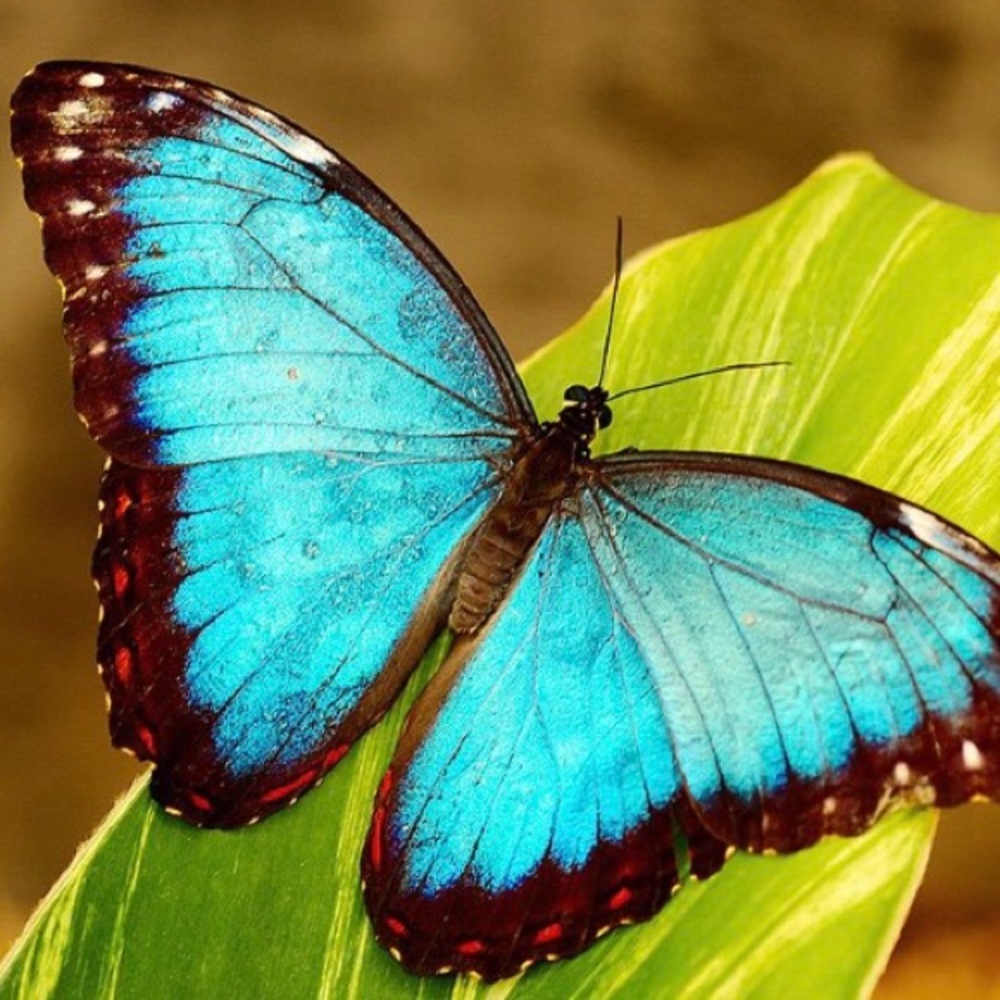 Meet your Posher, Jolie